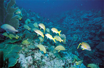 Багамские острова