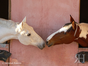 Всемирный день поцелуя